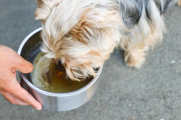 7 Easy Recipes to Treat Your Dog 4